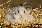 kleintierfotos kaninchen_-_zwergkaninchen