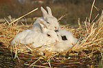kleintierfotos kaninchen_-_zwergkaninchen