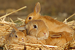 kleintierfotos kaninchen_(alle)