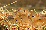 kleintierfotos kaninchen_(alle)