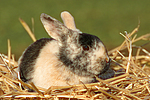 kleintierfotos kaninchen_-_zwergkaninchen