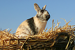 kleintierfotos kaninchen_-_zwergkaninchen