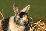 kleintierfotos kaninchen_-_zwergkaninchen