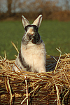 kleintierfotos kaninchen_-_zwergkaninchen