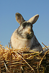 kleintierfotos kaninchen_-_zwergkaninchen