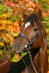 pferdefotos deutsches_reitpony