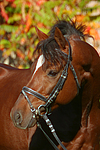pferdefotos deutsches_reitpony