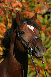 pferdefotos deutsches_reitpony