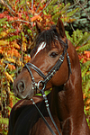 pferdefotos deutsches_reitpony