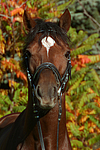 pferdefotos deutsches_reitpony