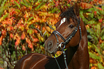 pferdefotos deutsches_reitpony