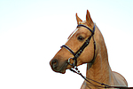 pferdefotos deutsches_reitpony