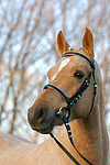 pferdefotos deutsches_reitpony
