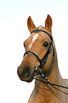 pferdefotos deutsches_reitpony