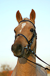 pferdefotos deutsches_reitpony