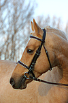 pferdefotos deutsches_reitpony