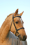 pferdefotos deutsches_reitpony