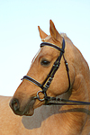 pferdefotos deutsches_reitpony
