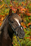pferdefotos deutsches_reitpony