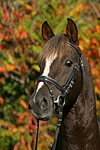 pferdefotos deutsches_reitpony