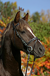 pferdefotos deutsches_reitpony