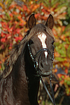 pferdefotos deutsches_reitpony