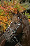 pferdefotos deutsches_reitpony