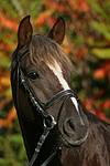 pferdefotos deutsches_reitpony