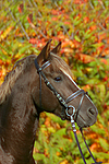 pferdefotos deutsches_reitpony