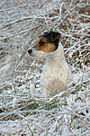 hundefotos parson_russell_terrier