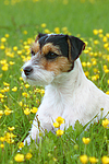 hundefotos parson_russell_terrier