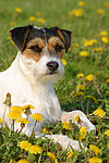 hundefotos parson_russell_terrier