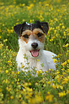 hundefotos parson_russell_terrier
