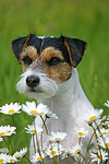 hundefotos parson_russell_terrier