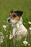 hundefotos parson_russell_terrier