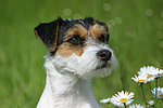 hundefotos parson_russell_terrier