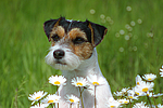 hundefotos parson_russell_terrier