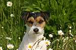 hundefotos parson_russell_terrier