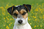 hundefotos parson_russell_terrier