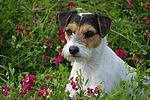 hundefotos parson_russell_terrier