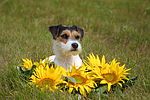 hundefotos parson_russell_terrier