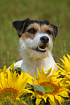 hundefotos parson_russell_terrier