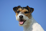 hundefotos parson_russell_terrier