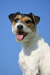 hundefotos parson_russell_terrier
