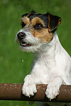 hundefotos parson_russell_terrier