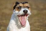 hundefotos parson_russell_terrier