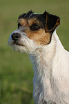 hundefotos parson_russell_terrier