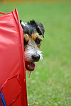 hundefotos parson_russell_terrier