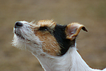 hundefotos parson_russell_terrier
