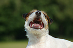 hundefotos parson_russell_terrier